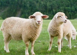 羊了个羊娱乐吃瓜爆料,揭秘娱乐圈最新爆料背后的真相